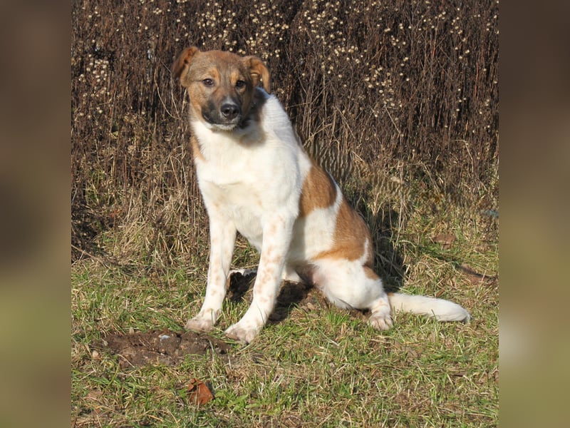 Nica - Eine muss wohl die Letzte sein
