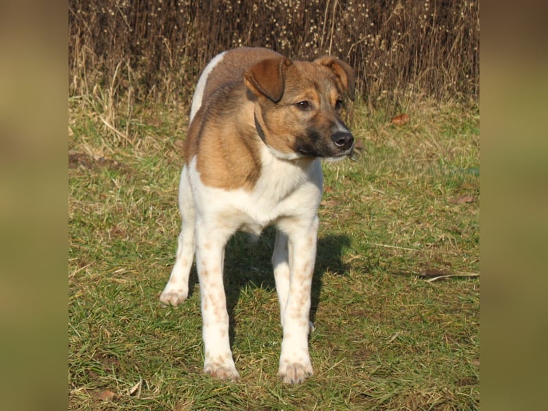 Nica - Eine muss wohl die Letzte sein