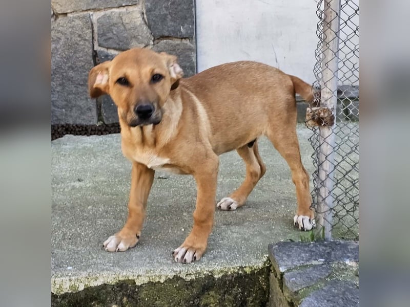 Lenny - liebevoll kuschliges Körbchen gesucht