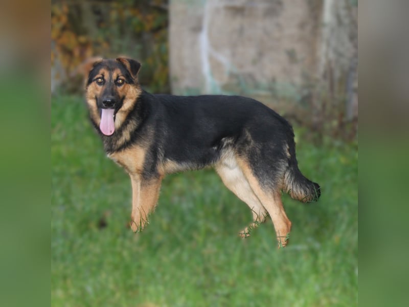 Lucky - Für-Immer-Glück gesucht