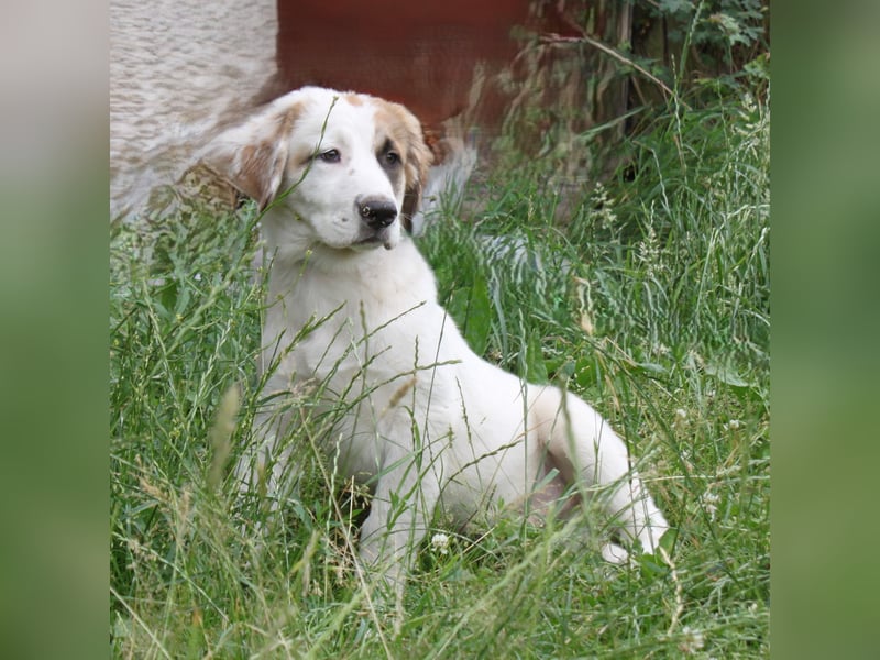 Milo - kuschliges Körbchen gesucht