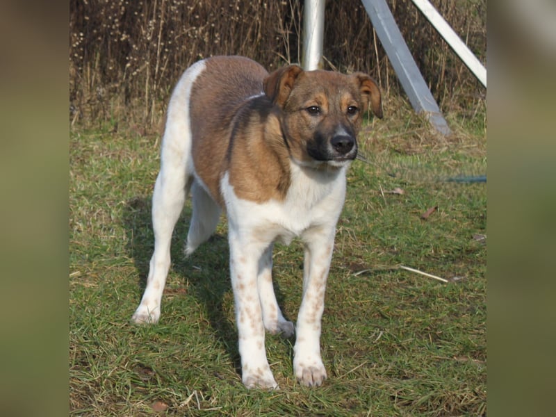 Nica - Eine muss wohl die Letzte sein