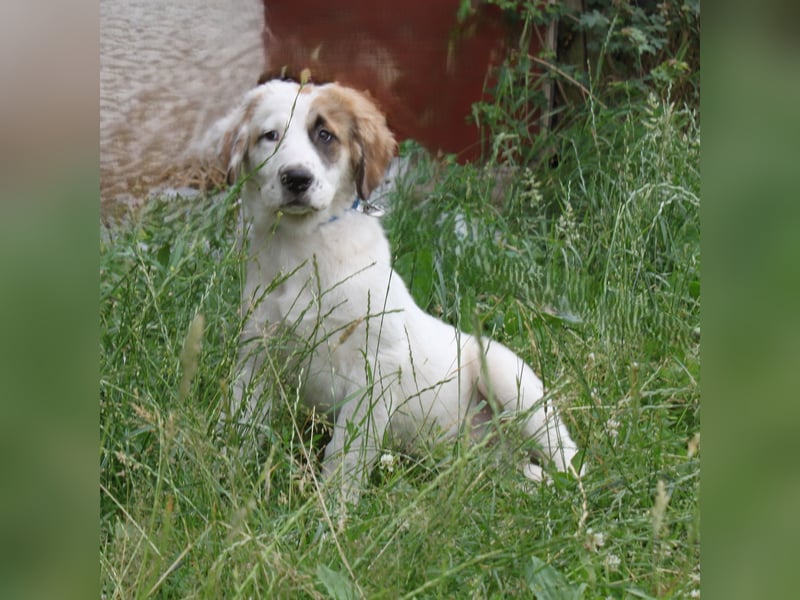 Milo - kuschliges Körbchen gesucht