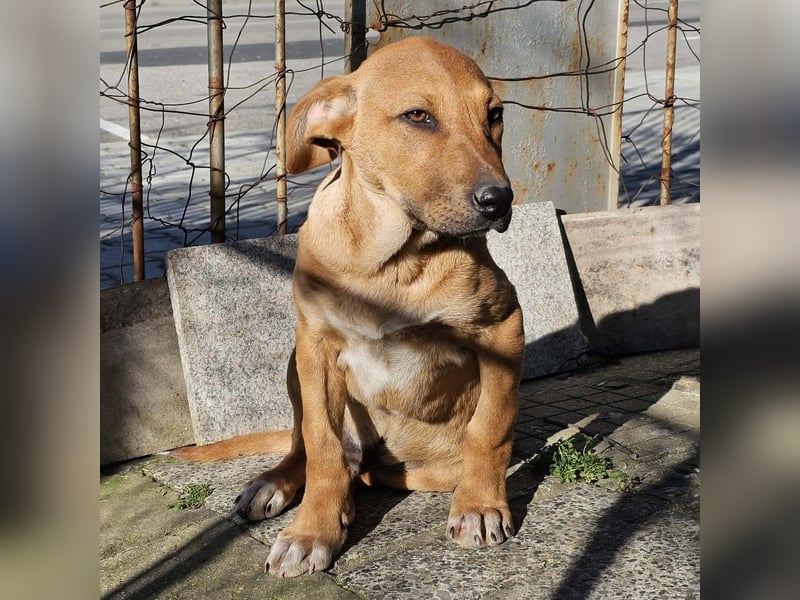 Lenny - liebevoll kuschliges Körbchen gesucht