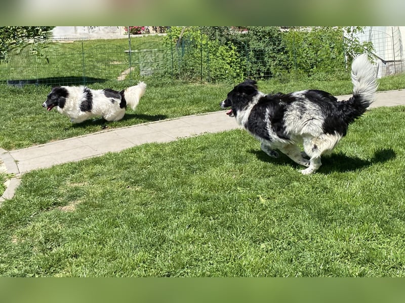 superlieber Schmusebär Knöpfli 1J. (Tierschutz)
