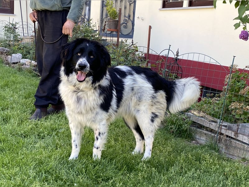 superlieber Schmusebär Knöpfli 1J. (Tierschutz)