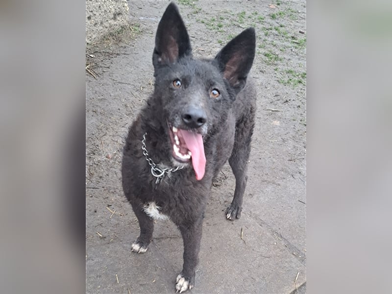 Lexie ( * 11.2021 ) sucht ihre Menschen