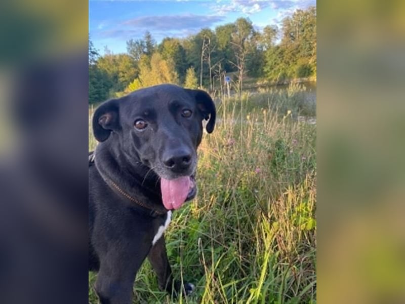 Liebenswerter Bean wartet in 82362 Weilheim