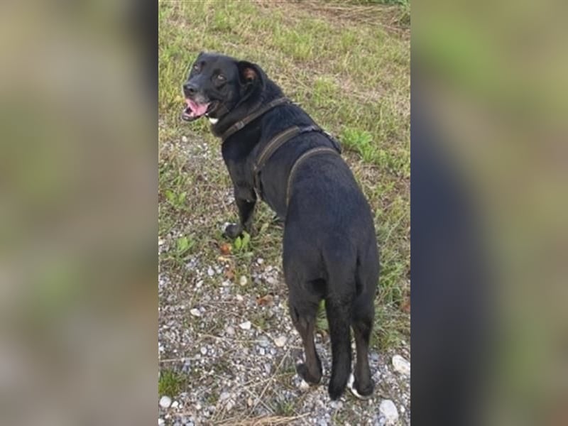 Liebenswerter Bean wartet in 82362 Weilheim