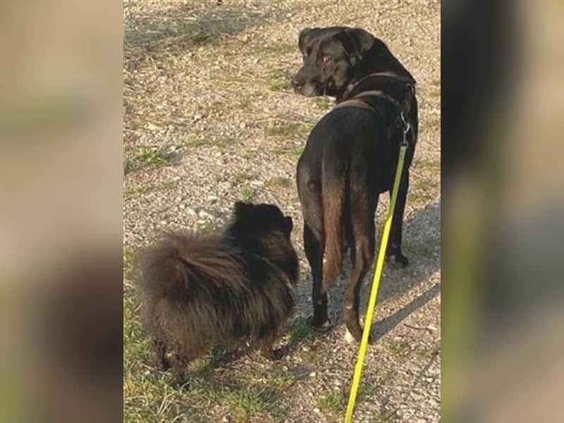 Liebenswerter Bean wartet in 82362 Weilheim
