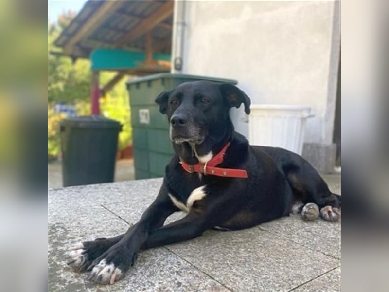 Liebenswerter Bean wartet in 82362 Weilheim