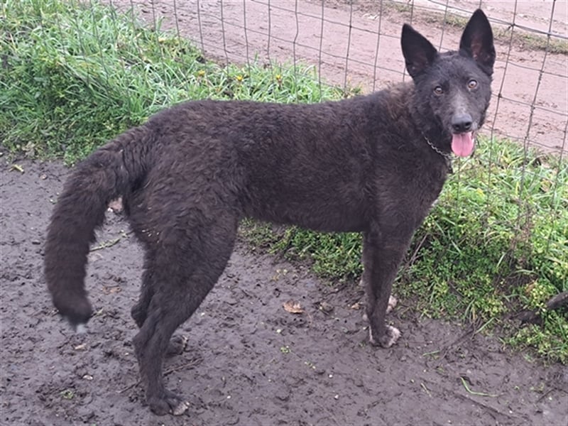 Lexie ( * 11.2021 ) sucht ihre Menschen