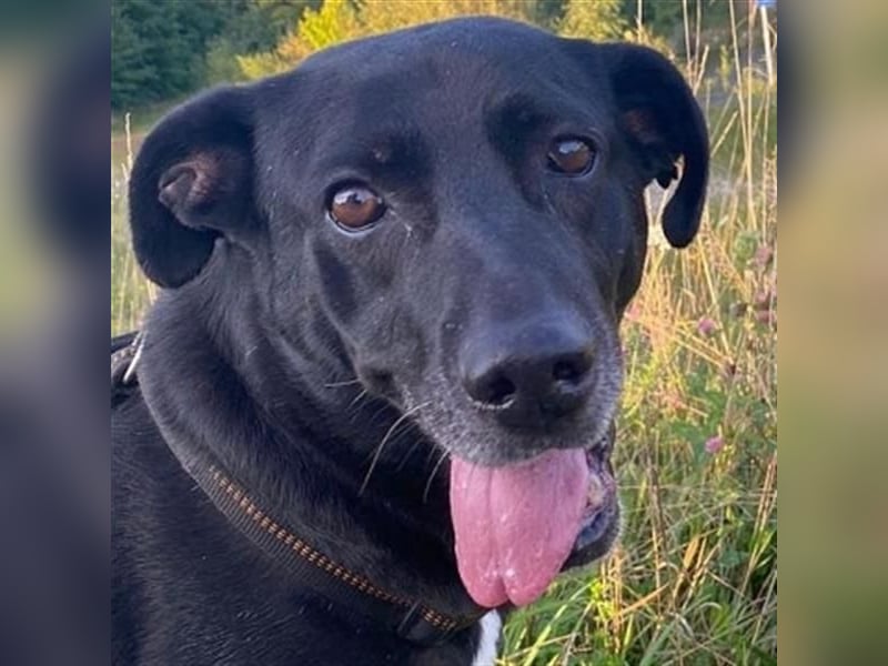 Liebenswerter Bean wartet in 82362 Weilheim