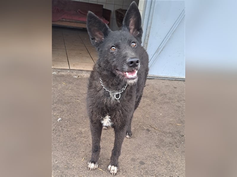 Lexie ( * 11.2021 ) sucht ihre Menschen