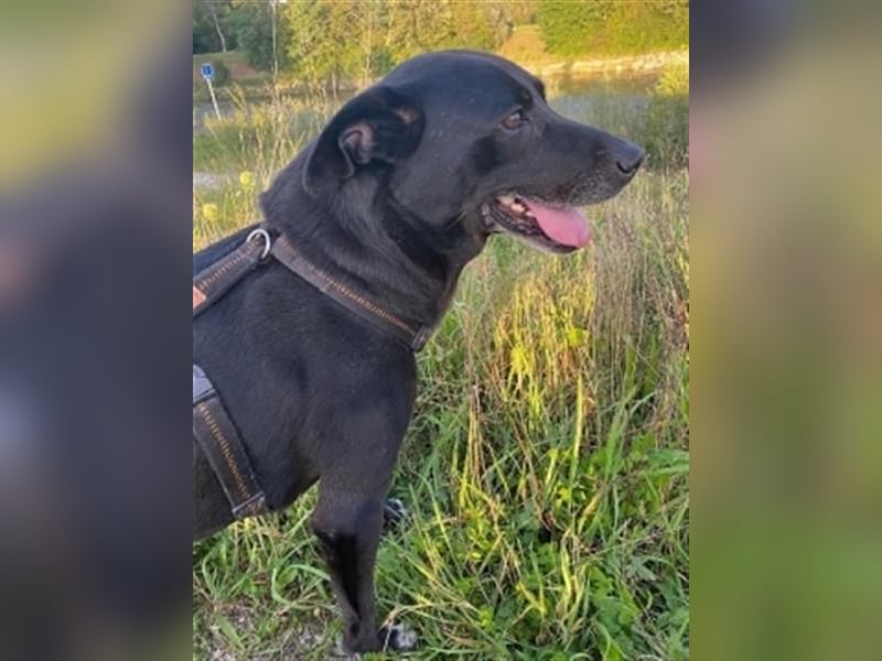 Liebenswerter Bean wartet in 82362 Weilheim