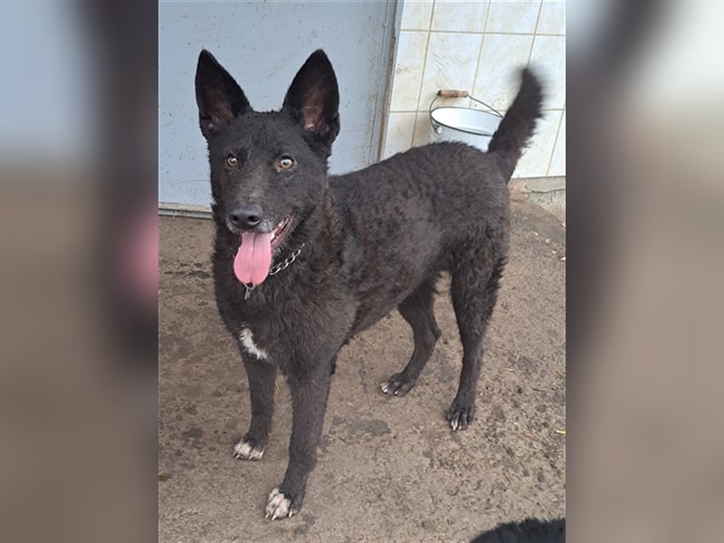 Lexie ( * 11.2021 ) sucht ihre Menschen