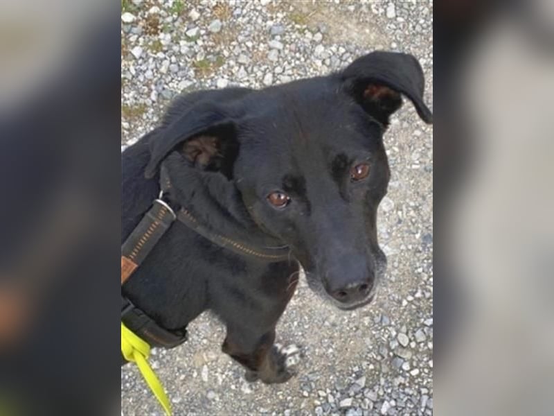 Liebenswerter Bean wartet in 82362 Weilheim