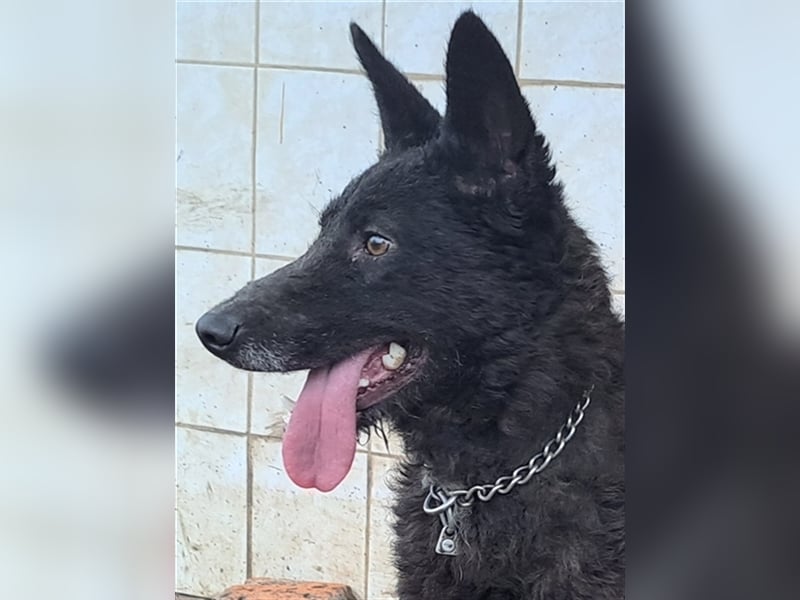 Lexie ( * 11.2021 ) sucht ihre Menschen