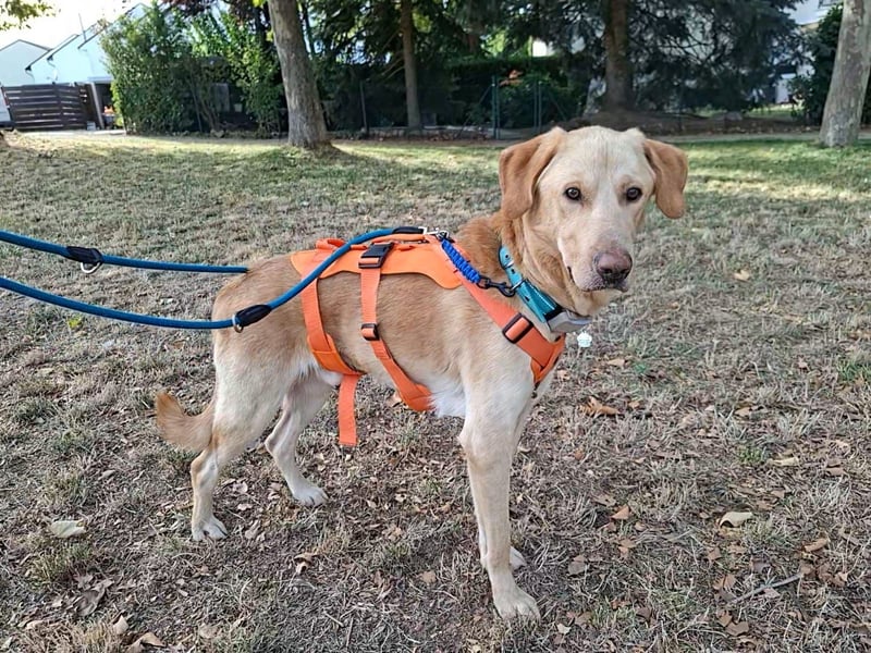 Spike, a.d.Tierschutz, sucht Happy-Home
