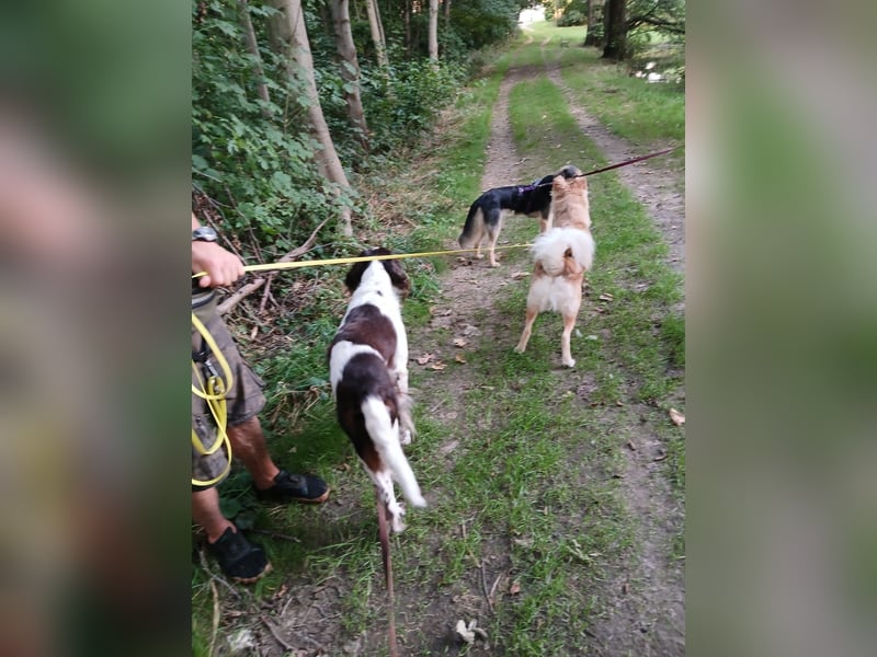 Wonky, benötigt ein neues Zuhause