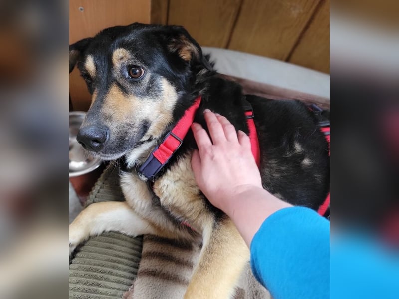 Lina, a.d.Tierschutz, sanft und liebevoll