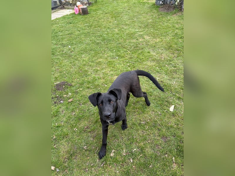 Aron, a.d.Tierschutz, sucht Happy-Home