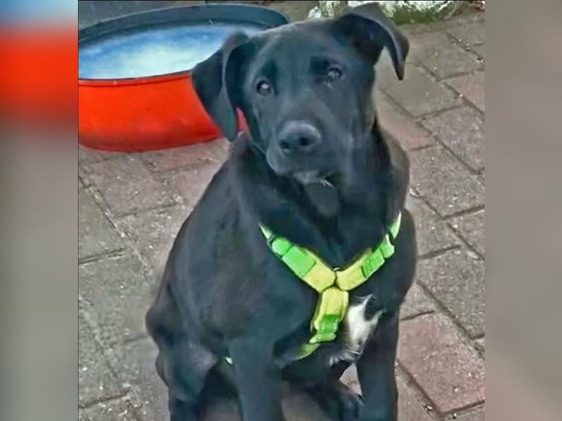 Aron, a.d.Tierschutz, sucht Happy-Home