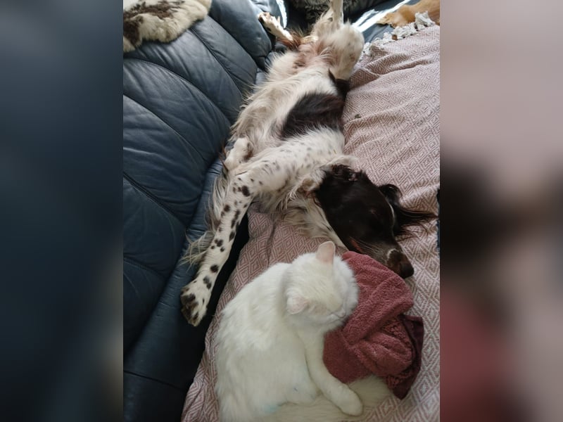 Wonky, benötigt ein neues Zuhause