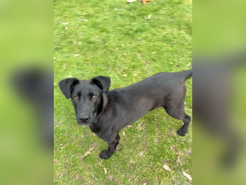 Aron, a.d.Tierschutz, sucht Happy-Home