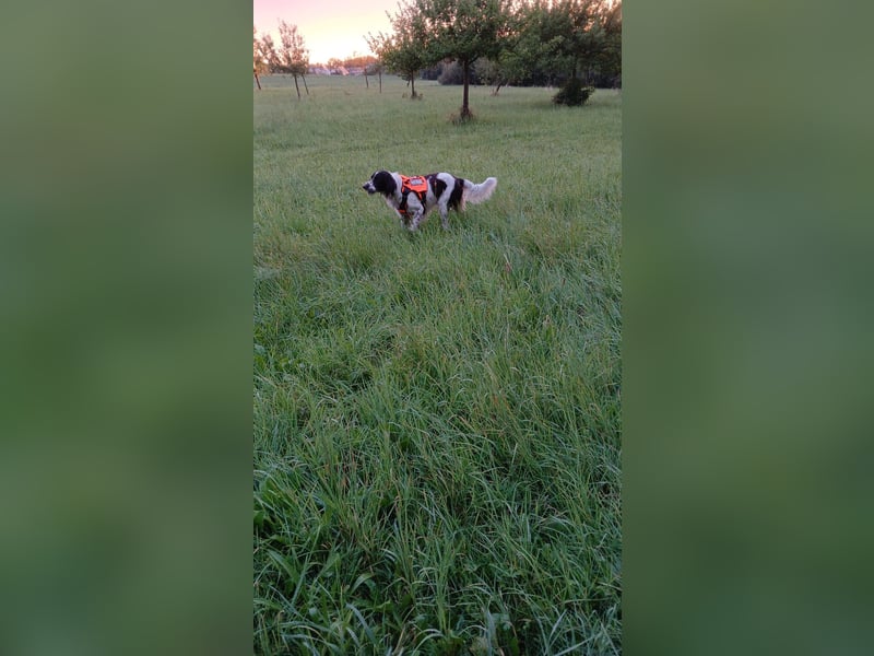 Wonky, benötigt ein neues Zuhause
