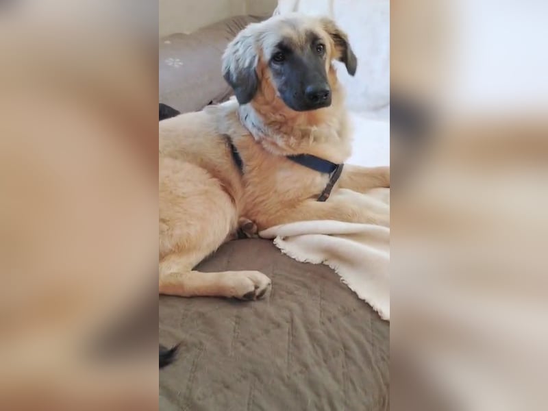 Murna, a.d.Tierschutz, sucht Happy-Home