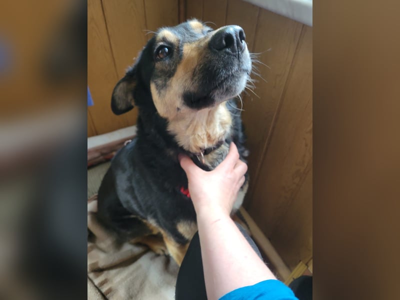 Lina, a.d.Tierschutz, sanft und liebevoll