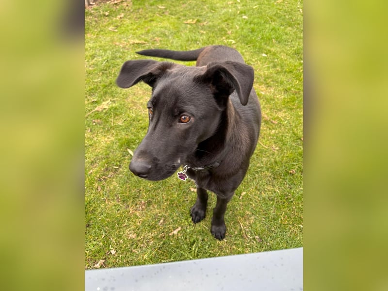 Aron, a.d.Tierschutz, sucht Happy-Home