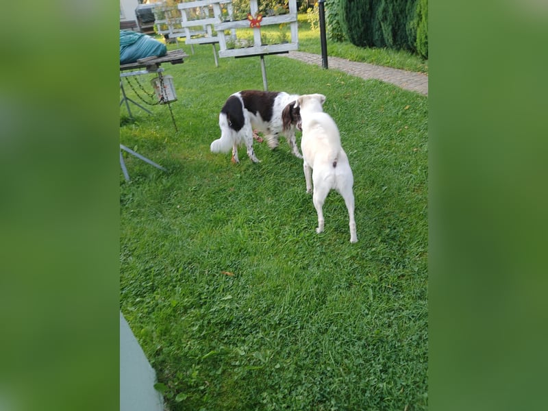 Wonky, benötigt ein neues Zuhause