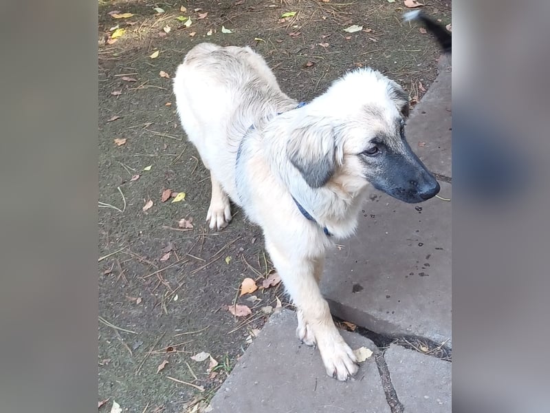 Murna, a.d.Tierschutz, sucht Happy-Home