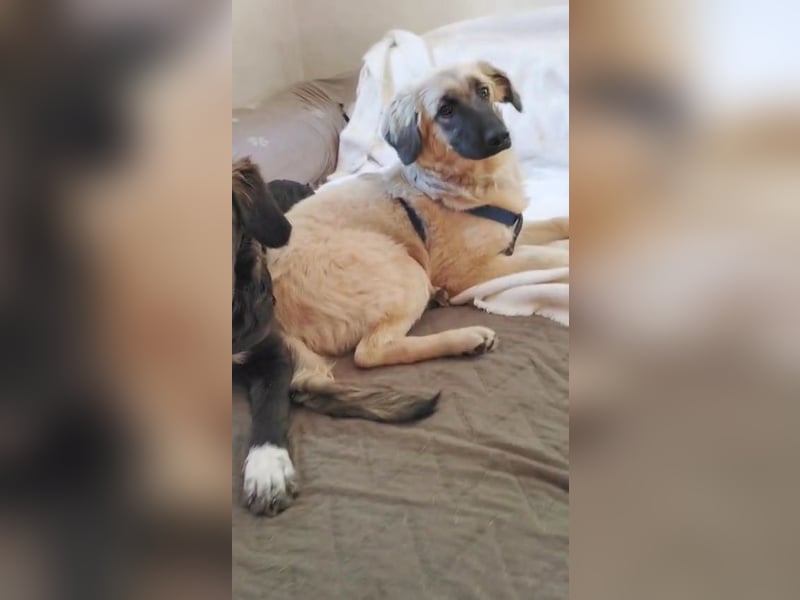 Murna, a.d.Tierschutz, sucht Happy-Home