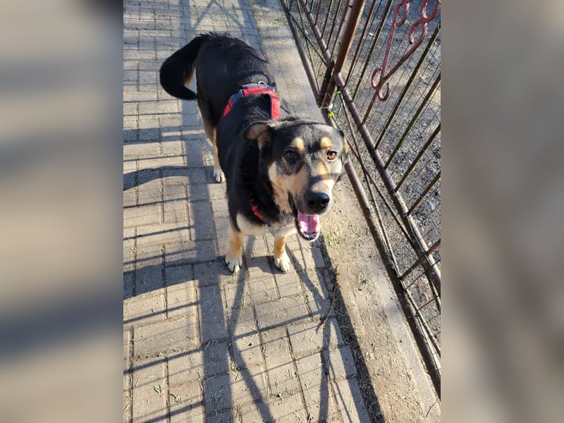 Lina, a.d.Tierschutz, sanft und liebevoll