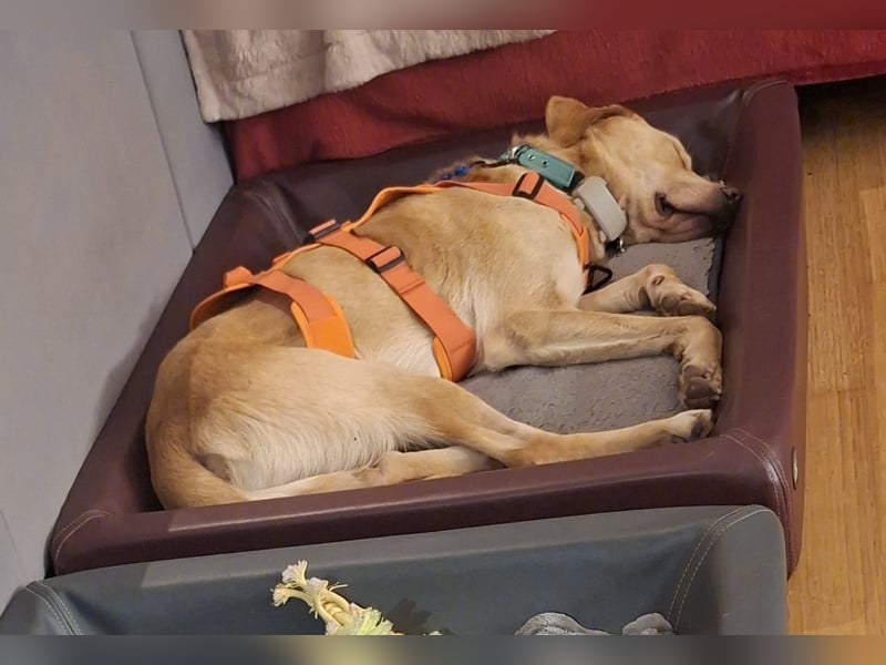 Spike, a.d.Tierschutz, sucht Happy-Home