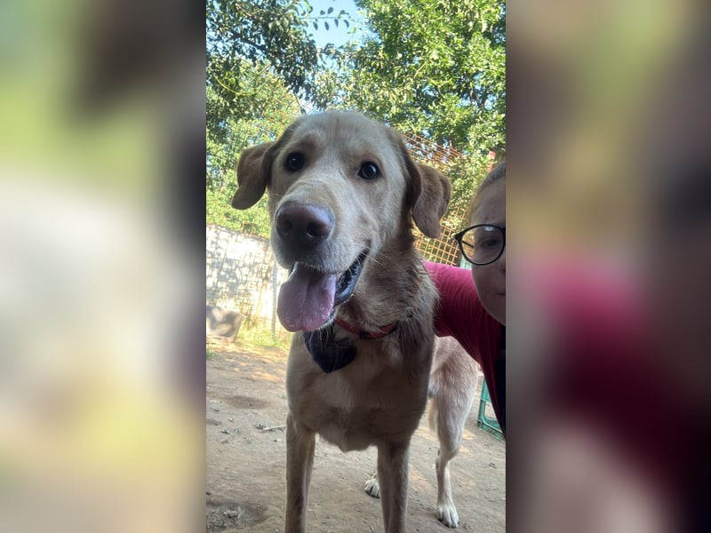 Spike, a.d.Tierschutz, sucht Happy-Home