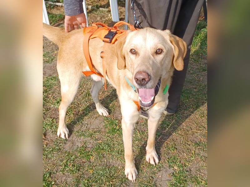 Spike, a.d.Tierschutz, sucht Happy-Home