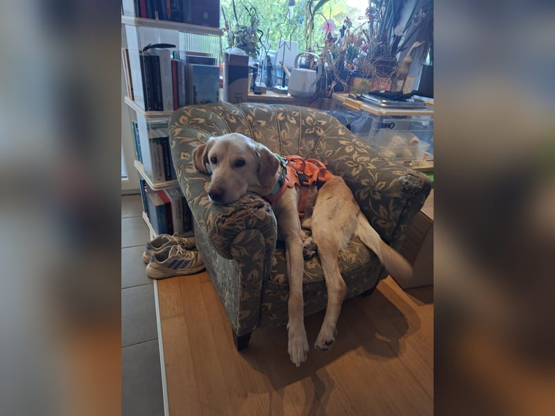 Spike, a.d.Tierschutz, sucht Happy-Home