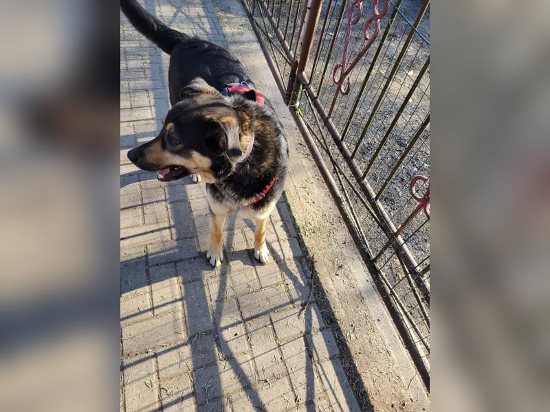 Lina, a.d.Tierschutz, sanft und liebevoll