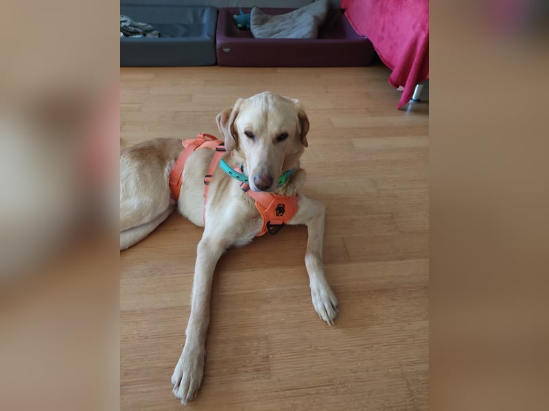 Spike, a.d.Tierschutz, sucht Happy-Home