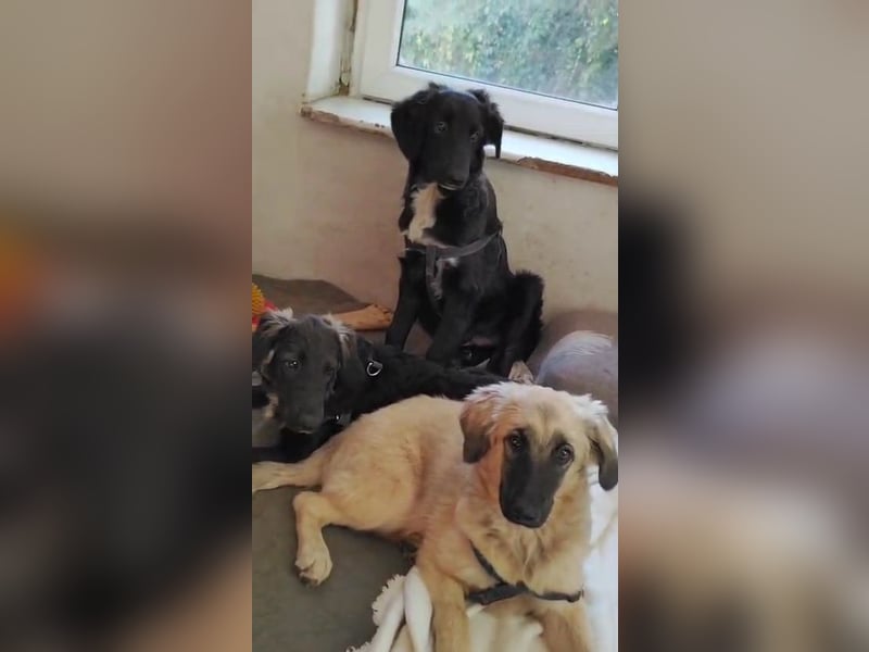 Murna, a.d.Tierschutz, sucht Happy-Home