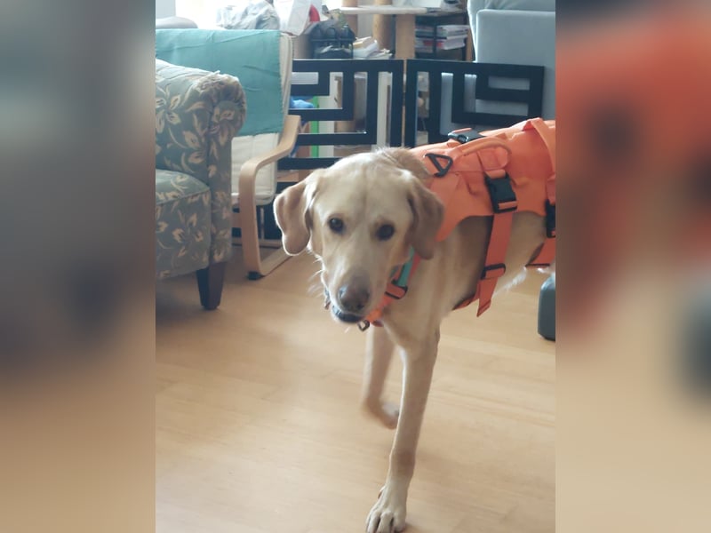 Spike, a.d.Tierschutz, sucht Happy-Home