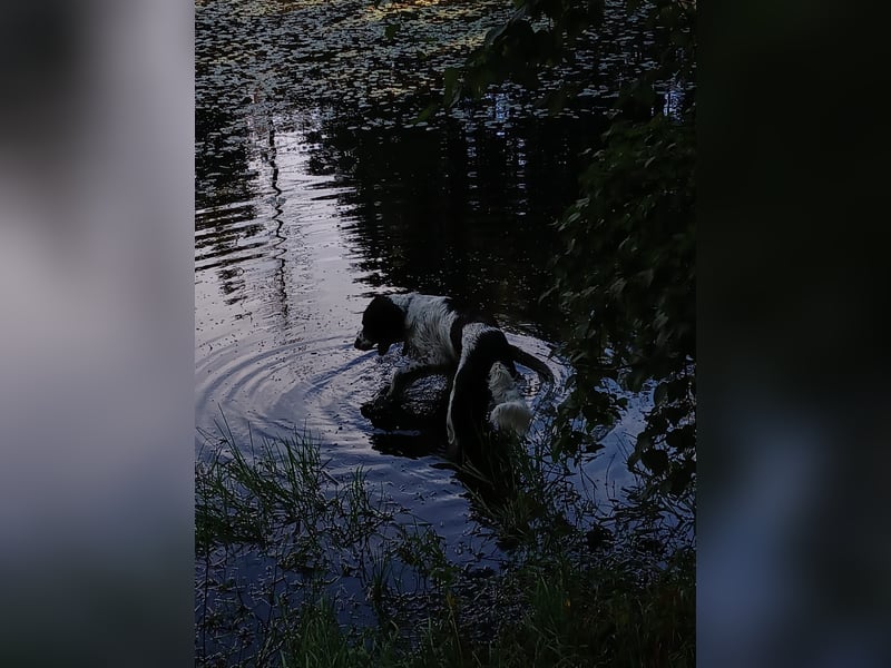 Wonky, benötigt ein neues Zuhause
