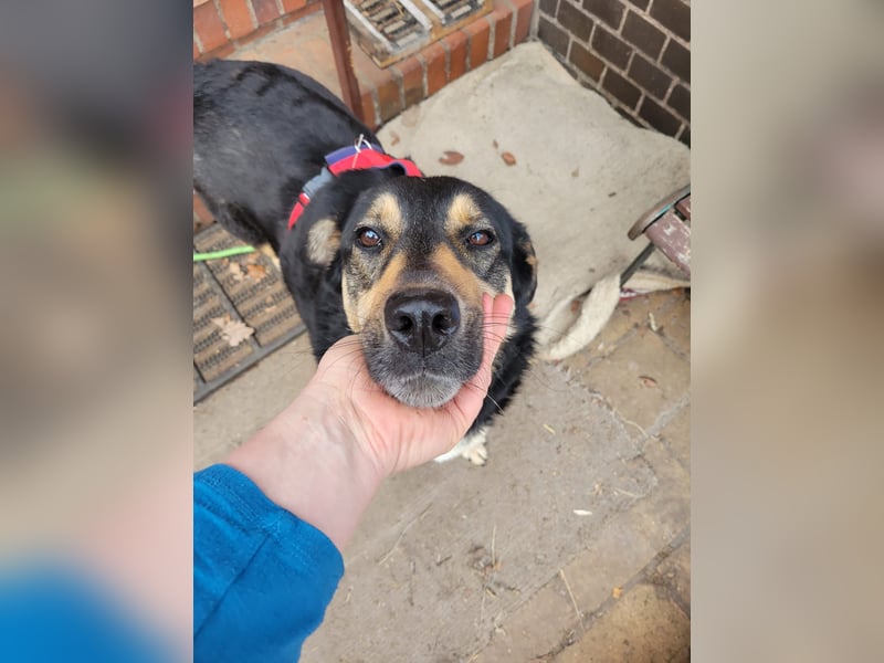 Lina, a.d.Tierschutz, sanft und liebevoll