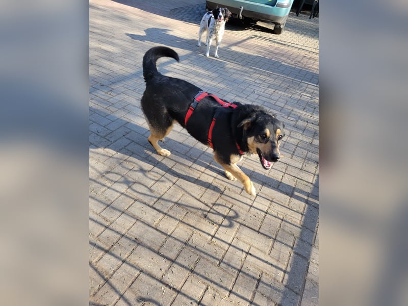 Lina, a.d.Tierschutz, sanft und liebevoll