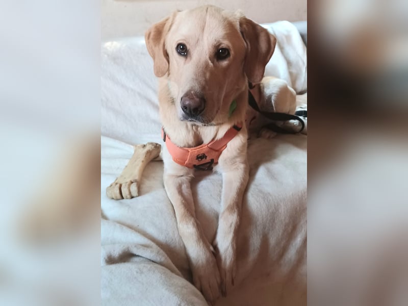 Spike, a.d.Tierschutz, sucht Happy-Home