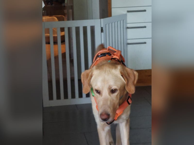 Spike, a.d.Tierschutz, sucht Happy-Home
